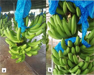 S&iacute;ntomas caracter&iacute;sticos de la PSF en racimos de 12 semanas de edad