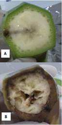 A. Aspecto de la pulpa de un fruto sano. B. Aspecto de la pulpa de un fruto afectado por la enfermedad.