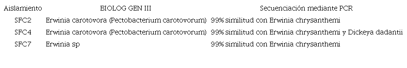Identificaci&oacute;n de los aislamientos SFC2, SFC4 y SFC7 mediante el sistema BIOLOG GEN III y secuenciaci&oacute;n mediante reacci&oacute;n en cadena de la polimerasa (PCR), de acuerdo con la amplificaci&oacute;n del ARN de la regi&oacute;n 16S.