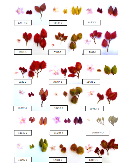 Diferencias fenot&iacute;picas entre las accesiones del Banco de Germoplasma de Achiote de la Universidad EARTH.