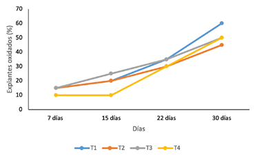 Porcentaje de oxidaci&oacute;n fen&oacute;lica de segmentos nodales de Cordia trichotoma durante 30 d&iacute;as de evaluaci&oacute;n.