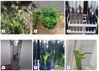Secuencia fotogr&aacute;fica de la micropropagaci&oacute;n de segmentos nodales de C. trichotoma.