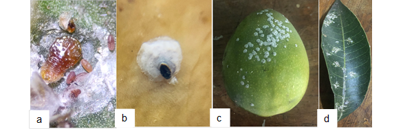 Live Aulacaspis tubercularis on mango: a. Adult female b. Female scale cover; c. Mango fruit infested with A. tubercularis; d.A. tubercularis on mango leaf. Alajuela, Costa Rica, 2020.