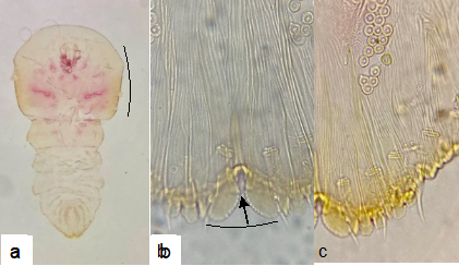 Slide-mounted adult female of Aulacaspis tubercularis: a. Whole body; b. Pygidium with arrow indicating zygotic median lobes without any setae or gland spines between their bases; c. Abdominal segments VI-VIII.