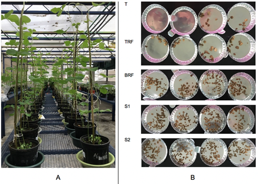 A. Organizaci&oacute;n del ensayo en el invernadero del LMA-CIA. B. Recolecci&oacute;n de n&oacute;dulos para su conteo y determinaci&oacute;n de masa h&uacute;meda y seca.