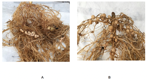 Tama&ntilde;o, forma y posici&oacute;n de los n&oacute;dulos en las plantas sin inocular (A) y aquellas inoculadas con B. japonicum (B).