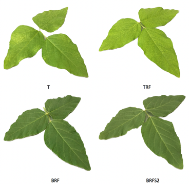 Coloraci&oacute;n de las hojas j&oacute;venes seg&uacute;n tratamiento en el suelo Ultisol.