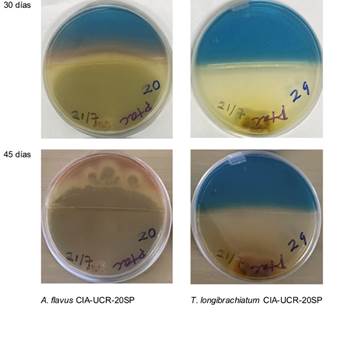 Placas Petri con medio CAS-azul (parte superior) y PDA (parte inferior) con los hongos Aspergillus flavus (izquierda) y Trichoderma longibrachiatum (derecha).