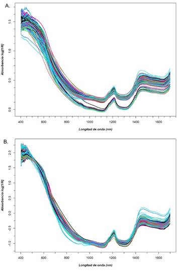 Espectro crudo (A) y espectro posterior a la aplicaci�n del pretratamiento SNV (B) de las muestras de cacao seco analizadas durante el desarrollo de la investigaci�n