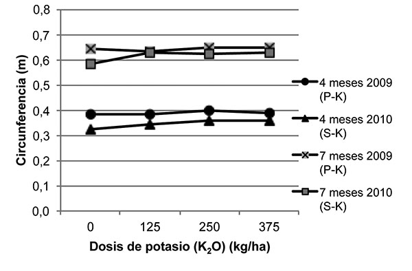 Comportamiento de la circunferencia del pseudotallo de la planta de plátano a los cuatro meses y siete meses de edad. Ensayos azufre-potasio y fósforo-potasio. La Fortuna, San Carlos, Costa Rica. Octubre del 2010