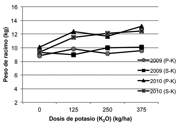 Comportamiento del peso de racimo de plátano Ensayos azufrepotasio y fósforopotasio La Fortuna San Carlos Costa Rica Octubre del 2010