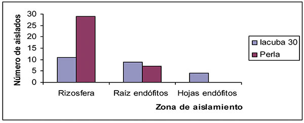 Distribuci&oacute;n de los 58 aislamientos del g&eacute;nero Bacillus en plantas de arroz de los cultivares IACuba 30 y Perla obtenidos de las diferentes zonas Bauta La Habana Cuba 2008