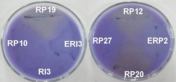 Halos de solubilizaci&oacute;n de fosfatos inorg&aacute;nicos en medio NBRIP por aislamientos del g&eacute;nero Bacillus obtenidos del cultivo del arroz. ERP (aislado end&oacute;fito de rizosfera de Perla), RP (aislados de rizosfera de Perla). Bauta, La Habana, Cuba. 2008.