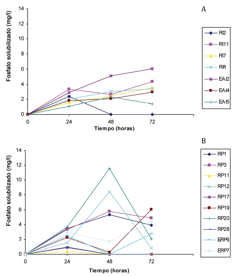 Din&aacute;mica de solubilizaci&oacute;n de fosfato en el medio NBRIP de los aislamientos de Bacillus obtenidos en arroz cultivares IACuba30 A y Perla B Bauta La Habana Cuba 2008