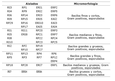 Caracter&iacute;sticas micromorfol&oacute;gicas de los aislamientos del g&eacute;nero Bacillus obtenidos a partir de los cultivares de arroz (Oryza sativa L.). Bauta, La Habana, Cuba. 2008.