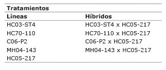 L&iacute;neas de papaya con sus respectivos h&iacute;bridos. Gu&aacute;piles, Lim&oacute;n, Costa Rica. 2012.