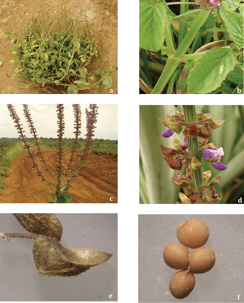 Fotograf&iacute;as de S. monostachyus. a. Ramificaciones basales; b. Tallo cuadrado; c. Inflorescencia ramificada; d. Flores en verticilastros; e. Vista lateral de c&aacute;liz fruct&iacute;fero; f. Nuecillas (4) presentes en un c&aacute;liz fruct&iacute;fero. Regi&oacute;n Caribe y Norte, Costa Rica. 2008-2013.
