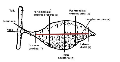 Partes de la raíz reservante de la batata empleada en las mediciones de tamaño. Fuente: García y Pacheco (2008).