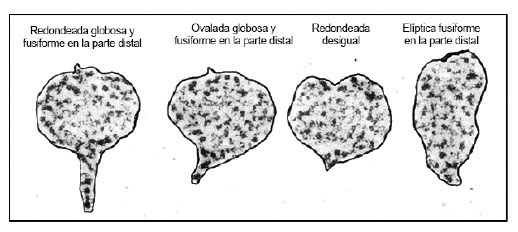 	Formas de la raíz de reserva encontradas en los lotes de estudio de batatas. Laboratorio de Procesamiento Primario de Productos Agrícolas- Facultad de Agronomía-Universidad Central de Venezuela. 2014.