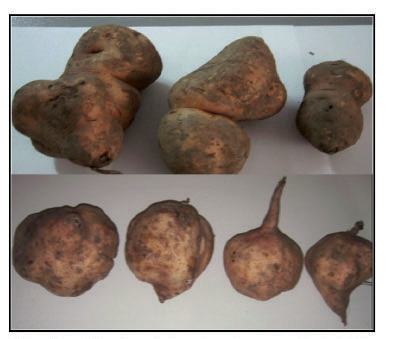 Diferentes defectos en las raíces reservantes de batata: Formas no típicas. Laboratorio de Procesamiento Primario de Productos Agrícolas,  Facultad de Agronomía, Universidad Central de Venezuela. 2014.