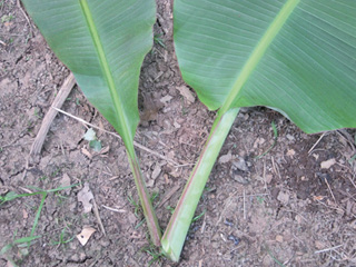 Variación morfológica de la base de los semilimbos (lóbulos) desde la última hoja emitida con ambos lóbulos aguzados hasta la primera hoja emitida con ambos lóbulos redondeados. Estudio IV. Matina, Limón, Costa Rica. 2012-2013.