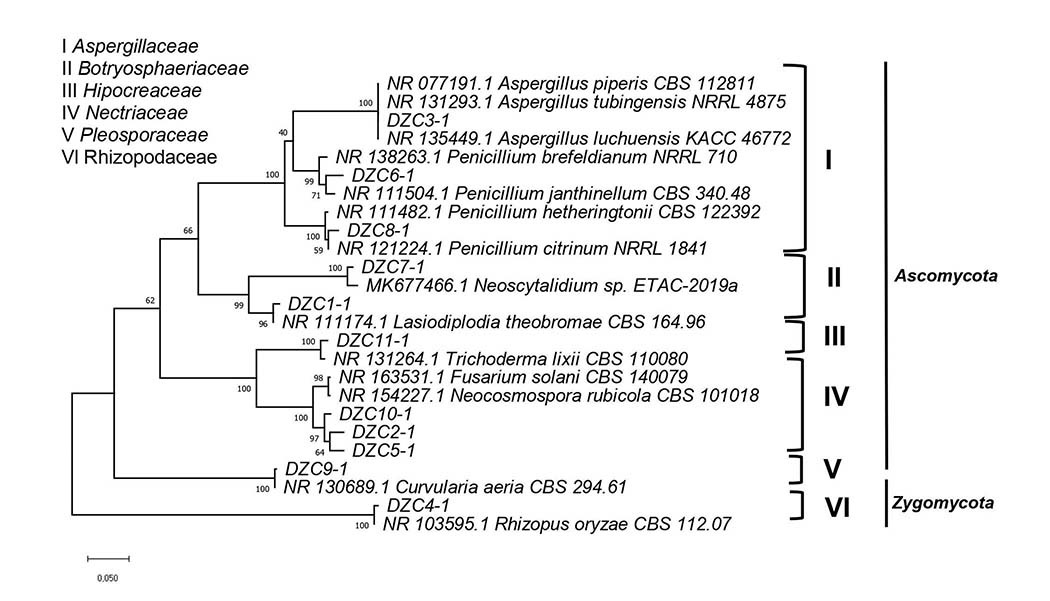 �rbol filogen�tico de las especies de hongos asociados con la pudrici�n seca de los tub�rculos de �ame (Dioscorea rotundata), seg�n las secuencias del gen ITS analizado por el m�todo de m�xima verosimilitud. Zona costanera del departamento de C�rdoba del Caribe colombiano. Laboratorio del Centro de Investigaci�n Turipan� de la Corporaci�n Colombiana de Investigaci�n Agropecuaria (AGROSAVIA). Colombia, 2019.