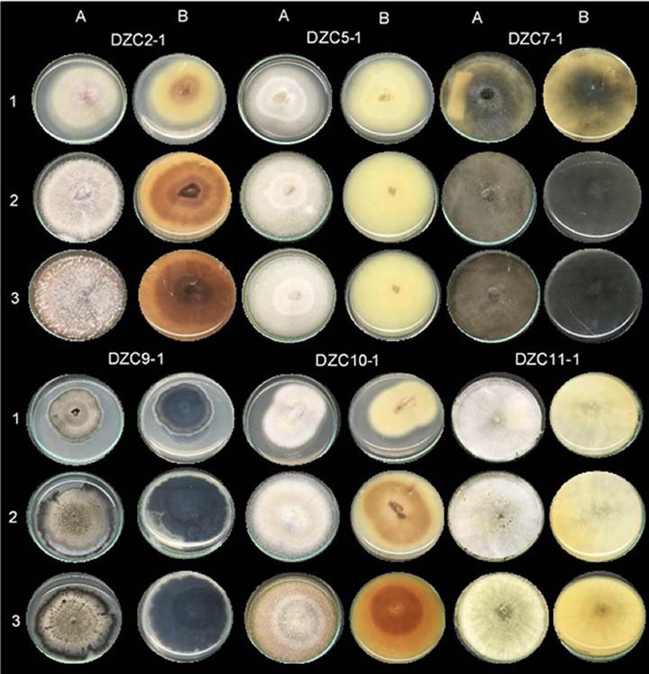 Fotograf�a de las cajas de Petri de seis de los morfotipos de hongos asociados a la pudrici�n seca de tub�rculos de �ame (Dioscorea rotundata), los cuales muestran cambios morfol�gicos durante su crecimiento en medio de cultivo APD�. A) Anverso y B) reverso de las colonias. 1) 7 d�as; 2) 14 d�as y 3) 21 d�as. Zona costanera del departamento de C�rdoba en el Caribe colombiano. Laboratorio del Centro de Investigaci�n Turipan� de la Corporaci�n Colombiana de Investigaci�n Agropecuaria (AGROSAVIA). Colombia, 2019.
