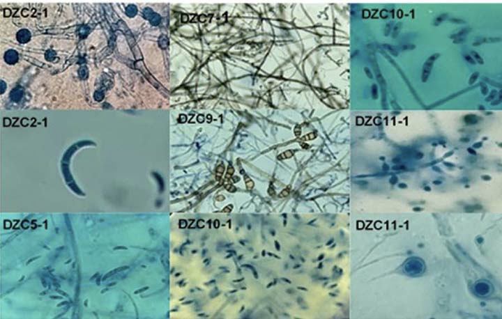Fotograf�as de la microscop�a (100x) realizada con azul de lactofenol a los seis morfotipos de hongos asociados a la pudrici�n seca de los tub�rculos de �ame (Dioscorea rotundata), a los que se les realiz� un seguimiento morfol�gico. Zona costanera del departamento de C�rdoba en Colombia. Laboratorio del Centro de Investigaci�n Turipan� de la Corporaci�n Colombiana de Investigaci�n Agropecuaria (AGROSAVIA). Colombia, 2019.