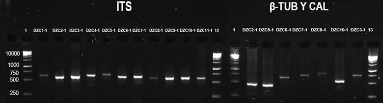 An�lisis de electroforesis en gel de agarosa al 2 % de los productos amplificados por PCR de la regi�n ITS y de los genes β-tubulina 2 y Calmodulina, en hongos aislados a partir de la pudrici�n seca del tub�rculo del �ame (Dioscorea rotundata). Los carriles 1 y 13 indican el marcador de ADN. Zona costanera del departamento de C�rdoba en Colombia. Laboratorio del Centro de Investigaci�n Turipan� de la Corporaci�n Colombiana de Investigaci�n Agropecuaria (AGROSAVIA). 2019.