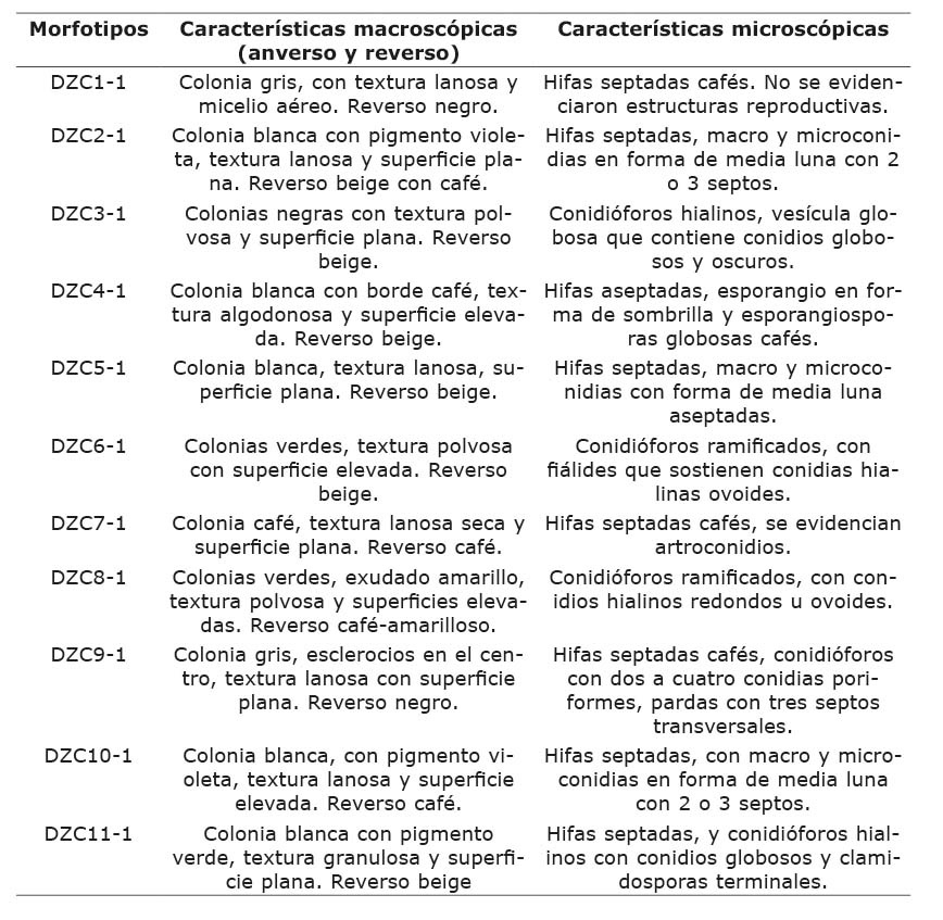 Caracter�sticas de los morfotipos de hongos asociados a la enfermedad de la pudrici�n seca de los tub�rculos de �ame (Dioscorea rotundata), en la zona costanera del departamento de C�rdoba en el Caribe colombiano. Laboratorio del Centro de Investigaci�n Turipan� de la Corporaci�n Colombiana de Investigaci�n Agropecuaria (AGROSAVIA). Colombia, 2019.