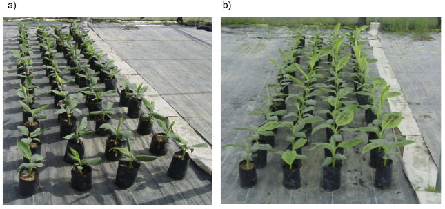 Estado de las pl�ntulas de banano (Musa AAA cv Pineo Gigante, subgrupo Cavendish), al inicio (a) y al final (b) del ensayo a los 45 d�as. La disposici�n de los tratamientos de izquierda a derecha fue T0, T1, T2 y T3. Palo Negro, Estado Aragua, Venezuela. A�o 2019.