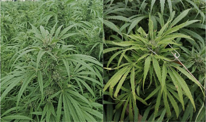 Plantas de Cannabis sativa cultivar CS-0001 de once semanas de edad. Corporaci�n Colombiana de Investigaci�n Agropecuaria (AGROSAVIA), Antioquia, Colombia. 2020.
