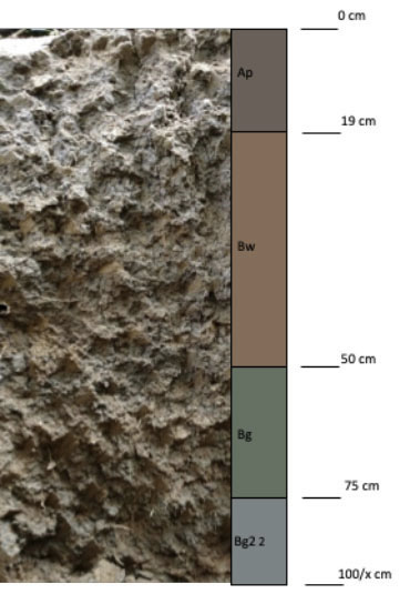 Perfil modal del suelo bajo los sistemas silvopastoriles evaluados. Centro de Investigación Turipaná, Corporación Colombiana de Investigación Agropecuaria (AGROSAVIA). 2013. Municipio de Cereté, departamento de Córdoba, Colombia.