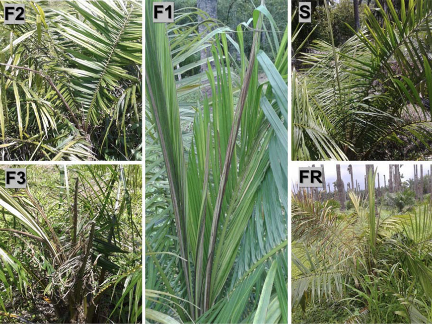 Plantas de palma de aceite (Elaeis guineensis Jacq.), bajo diferentes condiciones de afectacin del SFS. (S) Sana, (F1) Flecha seca grado 1, (F2) Flecha seca grado 2, (F3) Flecha seca grado 3 y (FR) plantas en recuperacin. Cooperativa CoopeCalifornia R.L., Parrita, Puntarenas, Costa Rica, 2014-2017.