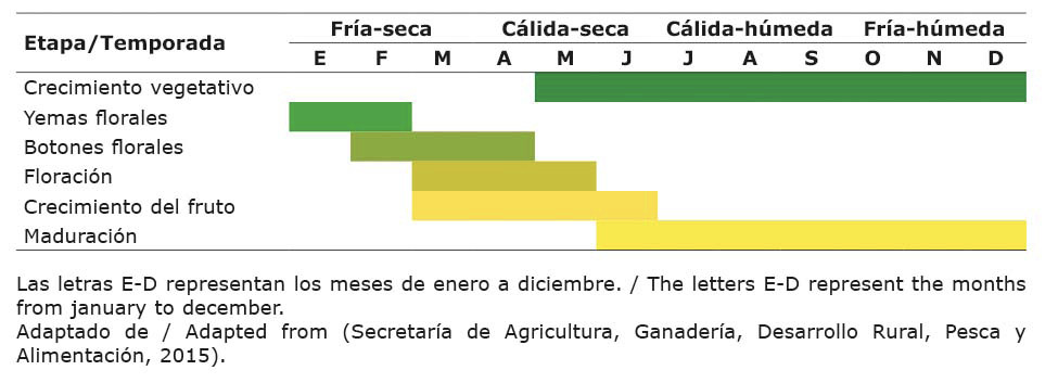 Etapas fenolgicas de la vainilla (Vanilla planifolia). Mxico, 2020 - 2021.