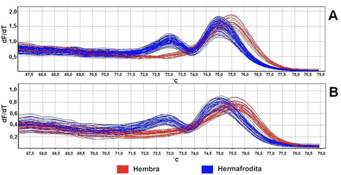 A y B: Curvas derivadas de fusi�n de plantas hembra y plantas hermafroditas en dos poblaciones diferentes (A y B) de papaya (Carica papaya L.). Amplificaciones obtenidas mediante el marcador SNP CpSERK_HRM_34704, con la t�cnica HRM. Laboratorio de Biolog�a Molecular, Estaci�n Experimental Fabio Baudrit, Universidad de Costa Rica. Alajuela, Costa Rica, 2020.