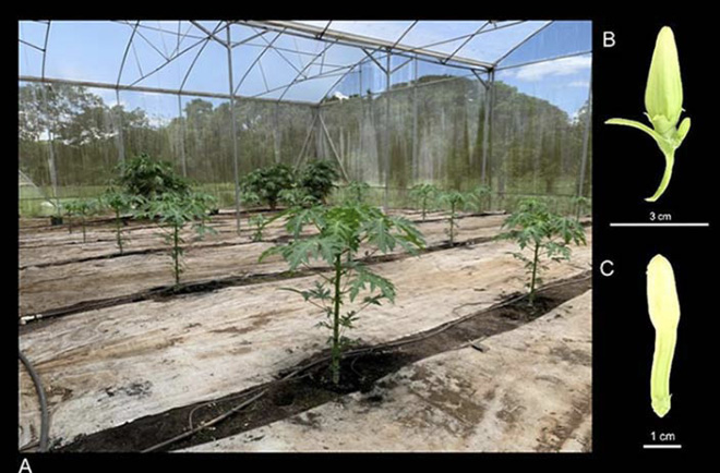 A. Desarrollo de plantas de papaya (Carica papaya L.) en invernadero, donde se corrobor� el sexado molecular y el sexo real. B. flor femenina obtenida en campo, C. flor hermafroditas obtenida en campo. Invernadero, Estaci�n Experimental Agr�cola Fabio Baudrit Moreno, Universidad de Costa Rica. Alajuela, Costa Rica, 2020.