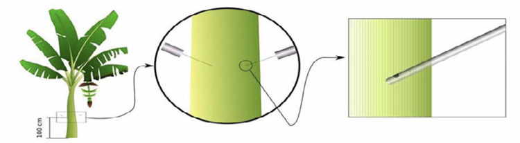 Inyecci�n de soluciones de fertilizantes en el seudotallo del pl�tano (Musa AAB) en Chaguan� y Viot�, Cundinamarca, Colombia. 2018.