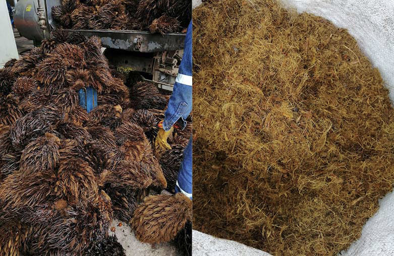 Residuos de la extracci�n de aceite crudo de la palma (ACP) de Elaeis guinnensis. A) Escobajo (biomasa residual obtenida de la remoci�n de frutos del racimo de fruta fresca esterilizado). B) Fibra del fruto (biomasa residual obtenida de la extracci�n del aceite de palma mediante el prensado del fruto). Fotograf�as tomadas en la planta de extracci�n de la empresa agroindustrial INDOLMA S.A., distrito de Neshuya, Ucayali, Per� en agosto del 2020.