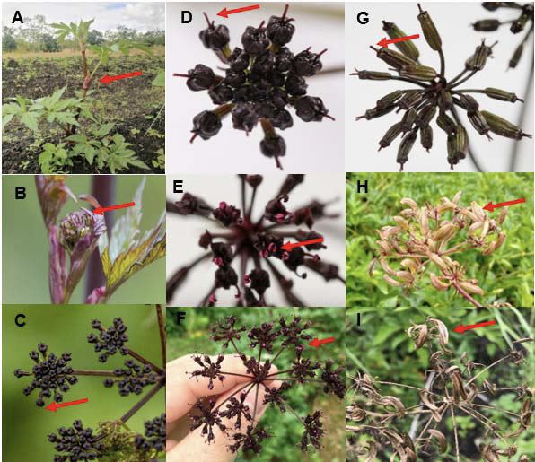 Estados fenológicos de la floración en accesiones de arracacha (Arracacia xanthorrhiza Bancr.). Centro de Investigación La Selva, Rionegro, Antioquia, Colombia. 2019-2020.