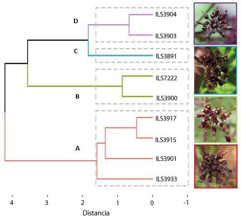 Agrupamiento de nueve accesiones de arracacha (Arracacia xanthorrhiza Bancr.) florecidas. Centro de Investigación La Selva, Rionegro, Antioquia, Colombia. 2019 - 2020.