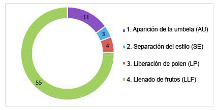Ciclo fenológico floral de Arracacia xanthorrhiza Bancr. Centro de Investigación La Selva, Rionegro, Antioquia, Colombia. 2019-2020.