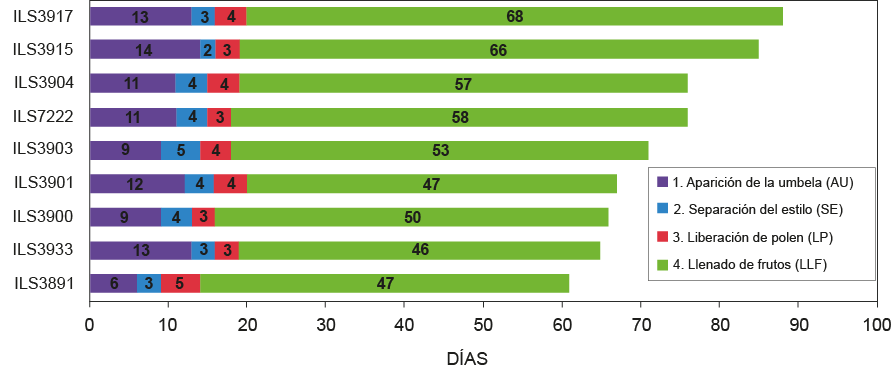 Ciclo fenológico floral de nueve accesiones Arracacia xanthorrhiza Bancr. Centro de Investigación La Selva, Rionegro, Antioquia, Colombia. 2019-2020.