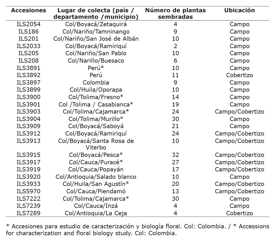 Accesiones florecidas de arracacha (Arracacia xanthorrhiza Bancr.) en el Sistema de Bancos de Germoplasma de AGROSAVIA. Centro de Investigación La Selva, Rionegro, Antioquia, Colombia. 2019-2020.