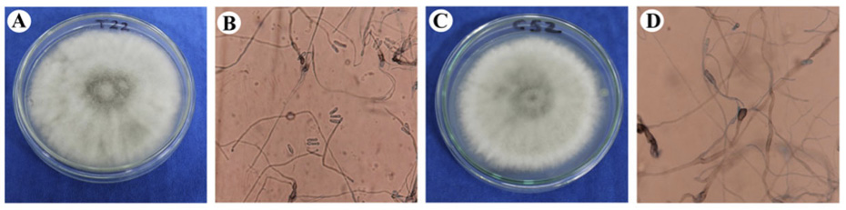 Colony (A), conidia and appressoria (B) of C. gloeosporioides re-isolated of stems of Andean blackberry treated with  fertilization treatment 22 and colony (C), conidia and appressoria (D) of C. gloesporioides strain 52 used in the inoculations. Colombian Corporation for Agricultural Research (AGROSAVIA). Mosquera, Cundinamarca, Colombia. 2017.