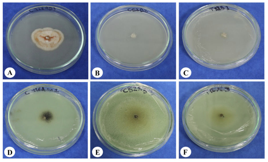 Growth of Colletotrichum spp. in PDA medium + benomyl (A, B, and C) and PDA medium + copper hydroxide (D, E, and F). C. acutatum strain 1164 (A and D), C. gloeosporioides strain 52 used in the inoculation (B and E), C. gloeosporioides re-isolated from stems in treatment 12 (C and F). Colombian Corporation for Agricultural Research (AGROSAVIA). Mosquera, Cundinamarca, Colombia. 2017.