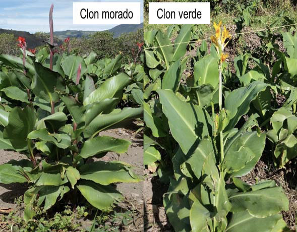 Cultivar morado y cultivar verde de achira (Canna edulis, Ker) utilizados para el estudio de densidades de siembra y fertilizaci�n en el municipio La Cruz, Nari�o, Corporaci�n Colombiana de Investigaci�n Agropecuaria (AGROSAVIA), Centro de Investigaci�n Obonuco, Colombia. 2016-2017.