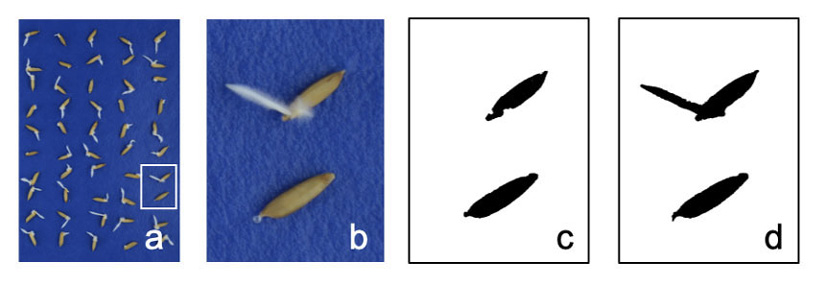 Uso de anlisis de imgenes digitales para cuantificar la germinacin en semillas de arroz. (a) Muestra de arroz (Oryza sativa L.) con cincuenta semillas cv. Palmar 18, (b) muestra de arroz con una semilla donde se observa la protrusin radicular (arriba) y otra sin germinar (abajo), (c) imagen analizada donde se escogi un umbral (YUV-) para seleccionar las cubiertas de las semillas e (d) imagen analizada donde se utiliz un umbral (YUV+) para seleccionar las cubiertas y la radcula. Centro para Investigaciones en Granos y Semillas (CIGRAS), Costa Rica, 2015.