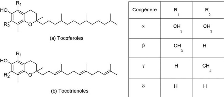 Estructuras químicas y patrones de metilación de los tocoferoles y tocotrienoles que conforman la familia de la vitamina E. Centro para Investigaciones en Granos y Semillas, Universidad de Costa Rica, San José, Costa Rica. 2021.