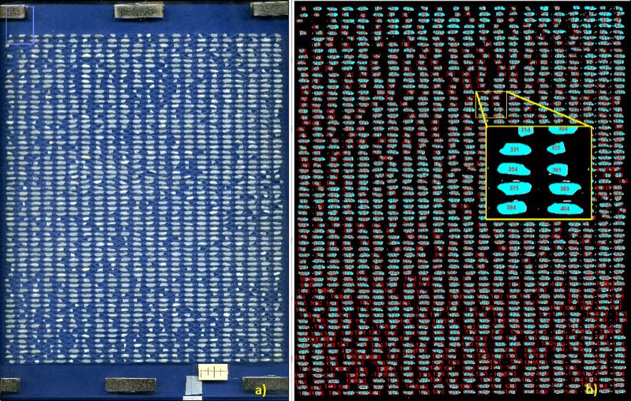 Captura digital para una muestra de arroz pilado (Oryza sativa L.) (a) placa muestral cargada y (b) imagen resultante del procesamiento dimensional obtenida con el software Fiji ImageJ. Centro para Investigaciones en Granos y Semillas, Universidad de Costa Rica. Costa Rica. 2021.